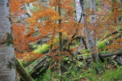 Buchenwald, Nationalpark Kalkalpen