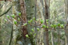 aufblühende Buchenblätter, Nationalpark Kalkalpen