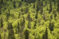 Mythos Urwald, Wildnisgebiet Dürrenstein